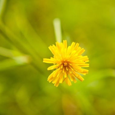 Fauna en flora in De Schorre